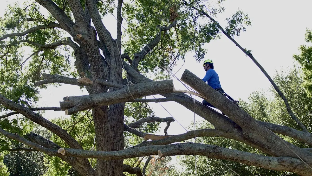 Professional Hazardous Tree Removal performed by certified arborists in Coushatta